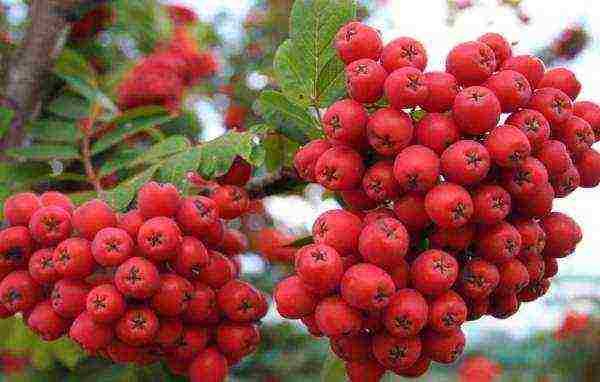 the best varieties of red rowan