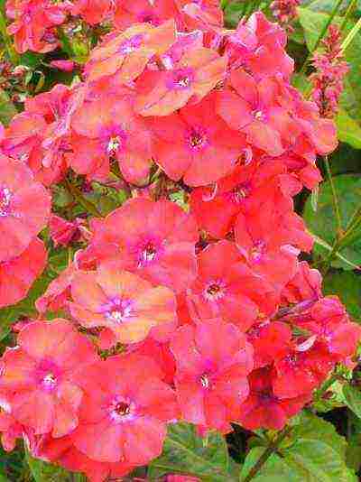 the best varieties of red phlox