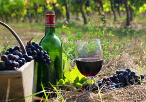 the best varieties of red wines