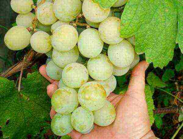 the best varieties of large-fruited grapes