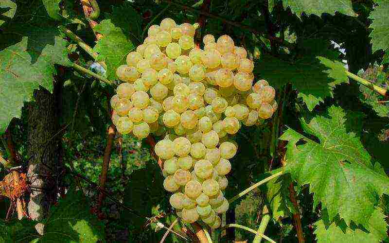 the best varieties of large-fruited grapes