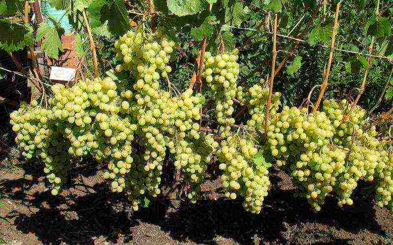 the best varieties of large-fruited grapes