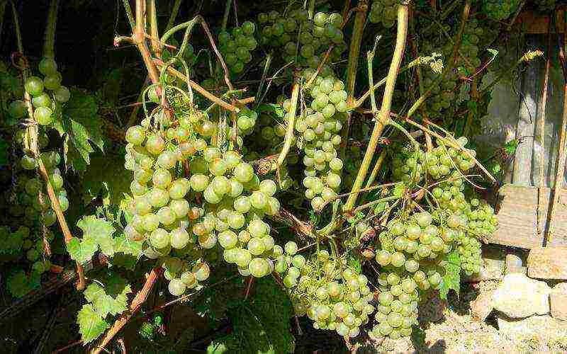 the best varieties of large-fruited grapes