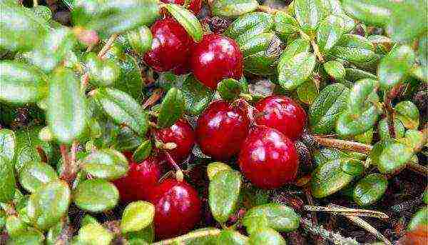 the best varieties of large-fruited cranberries