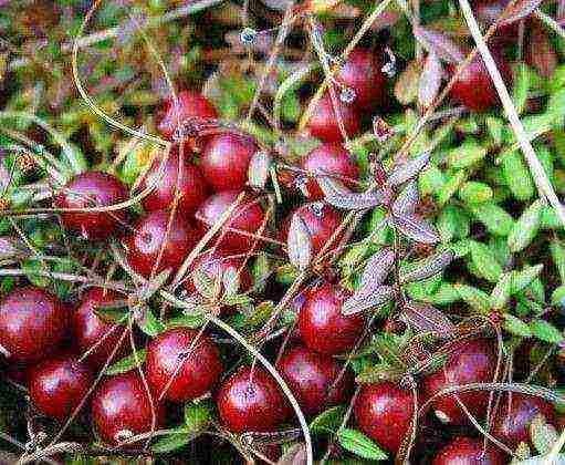 the best varieties of large-fruited cranberries