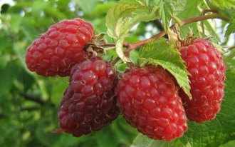 the best varieties of large-fruited raspberries