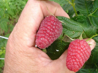 the best varieties of large-fruited raspberries