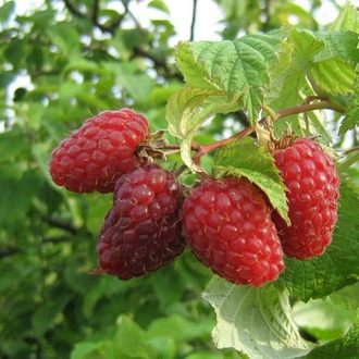 the best varieties of large-fruited raspberries