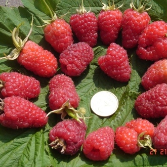 the best varieties of large-fruited raspberries