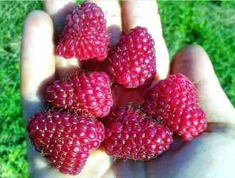 ang pinakamahusay na mga pagkakaiba-iba ng mga malalaking prutas na raspberry