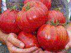 the best varieties of large-fruited tomatoes