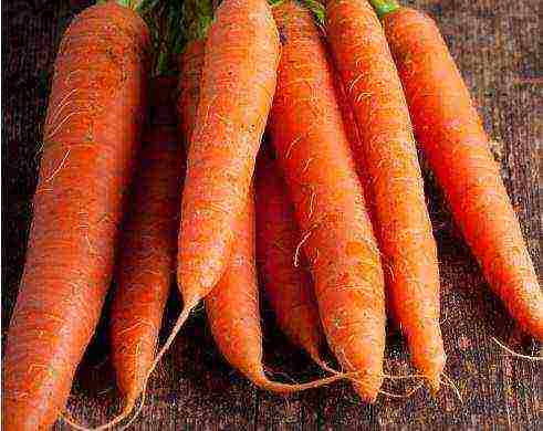 the best varieties of large carrots