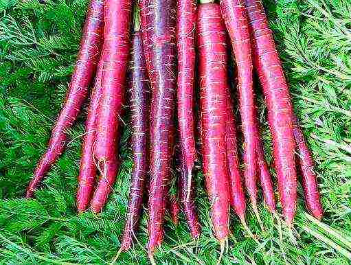 the best varieties of large carrots