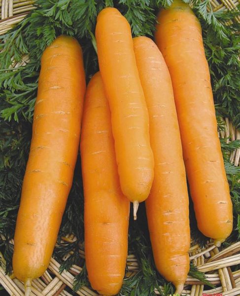 the best varieties of large carrots