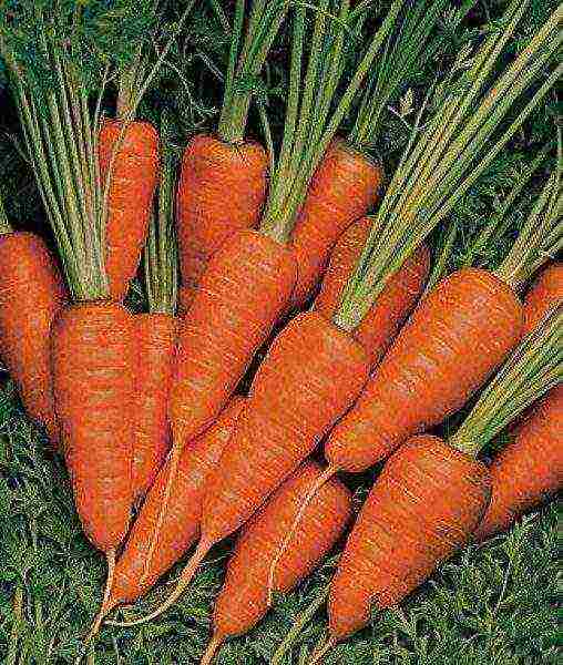 the best varieties of large carrots