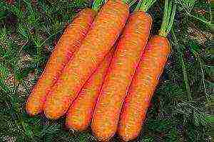 the best varieties of large carrots