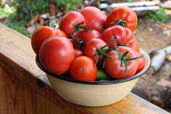 the best varieties of large tomatoes
