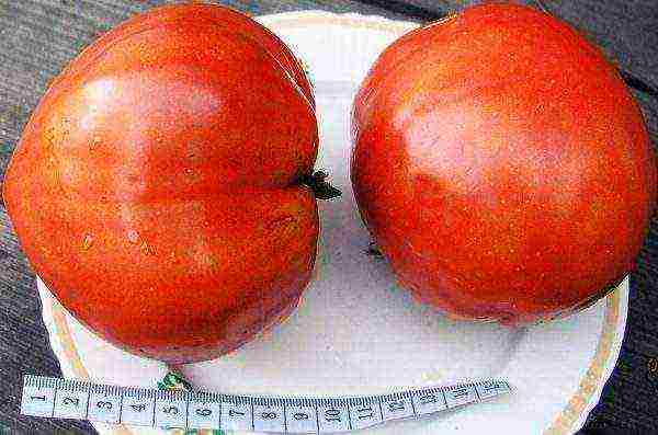 the best varieties of large tomatoes