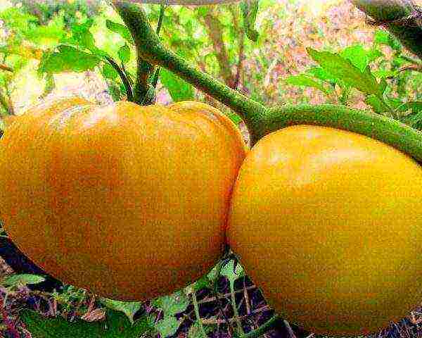 the best varieties of large tomatoes