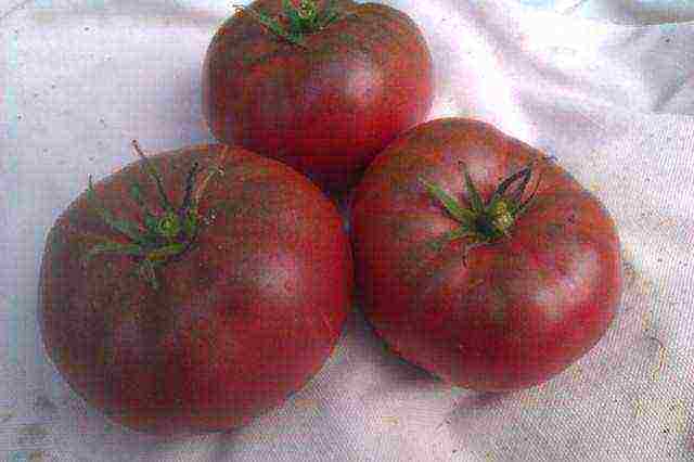 the best varieties of large tomatoes