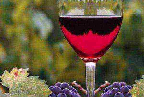 the best varieties of Crimean wines