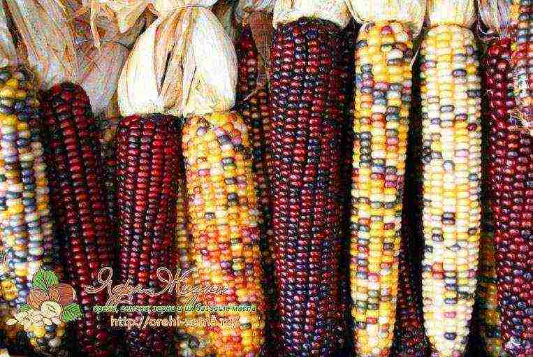 the best varieties of sweet corn