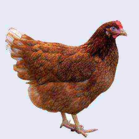 the best varieties of laying hens