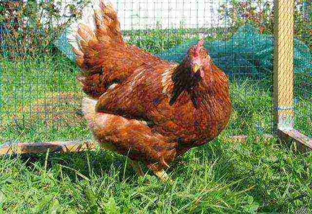 the best varieties of laying hens