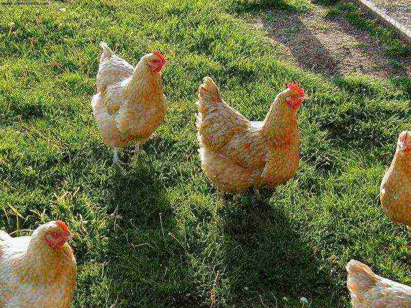 the best varieties of laying hens