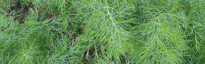 the best varieties of bush dill