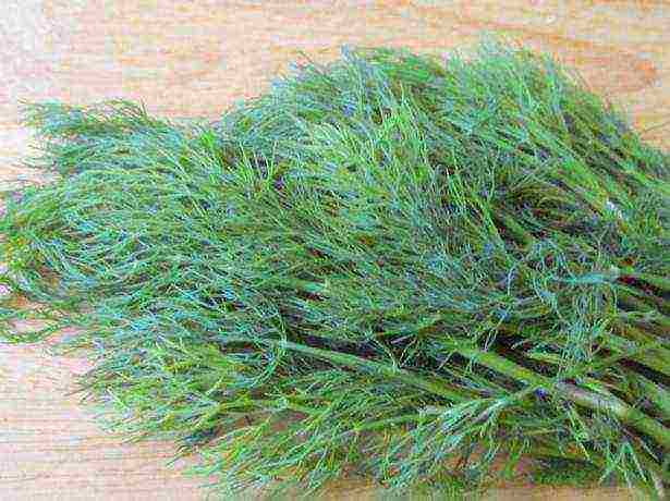 the best varieties of bush dill