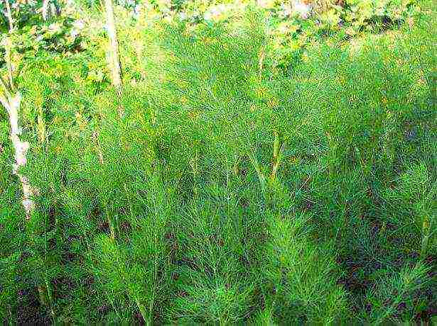 the best varieties of bush dill