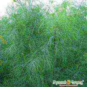 the best varieties of bush dill