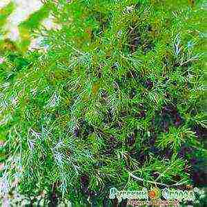 the best varieties of bush dill