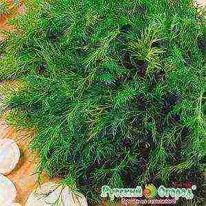 the best varieties of bush dill