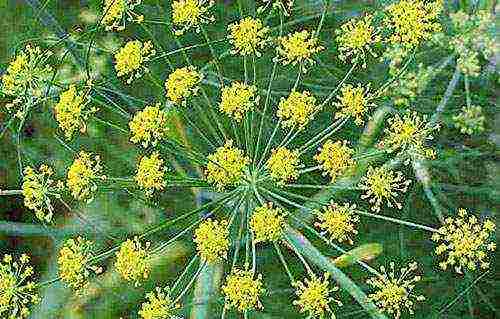 the best varieties of bush dill