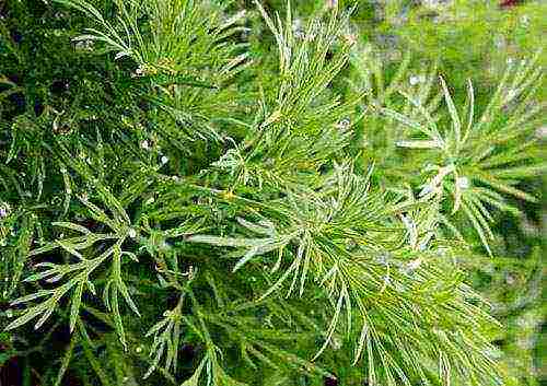 the best varieties of bush dill