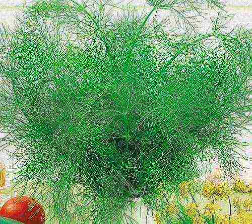 the best varieties of bush dill