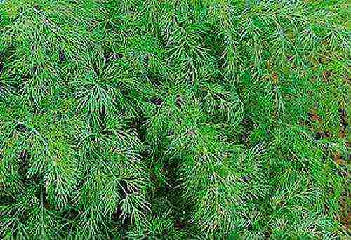 the best varieties of bush dill