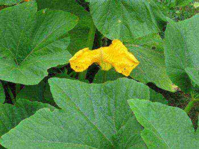 the best varieties of bush pumpkin