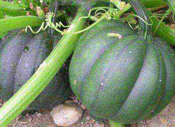 the best varieties of bush pumpkin