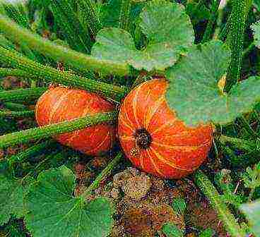 the best varieties of bush pumpkin