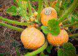 the best varieties of bush pumpkin