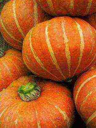 the best varieties of bush pumpkin