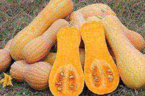 the best varieties of bush pumpkin