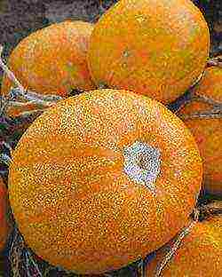 the best varieties of bush pumpkin
