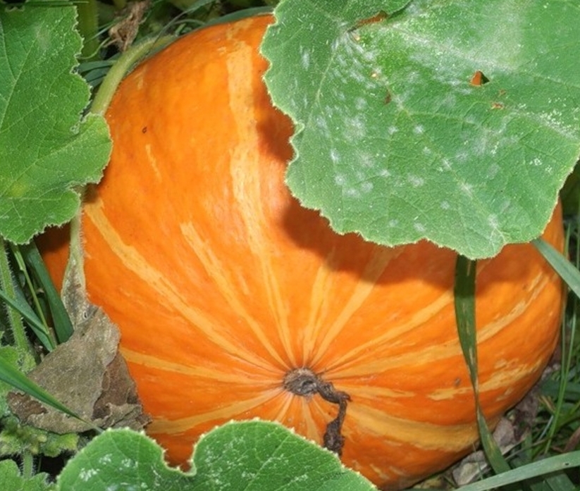 the best varieties of bush pumpkin