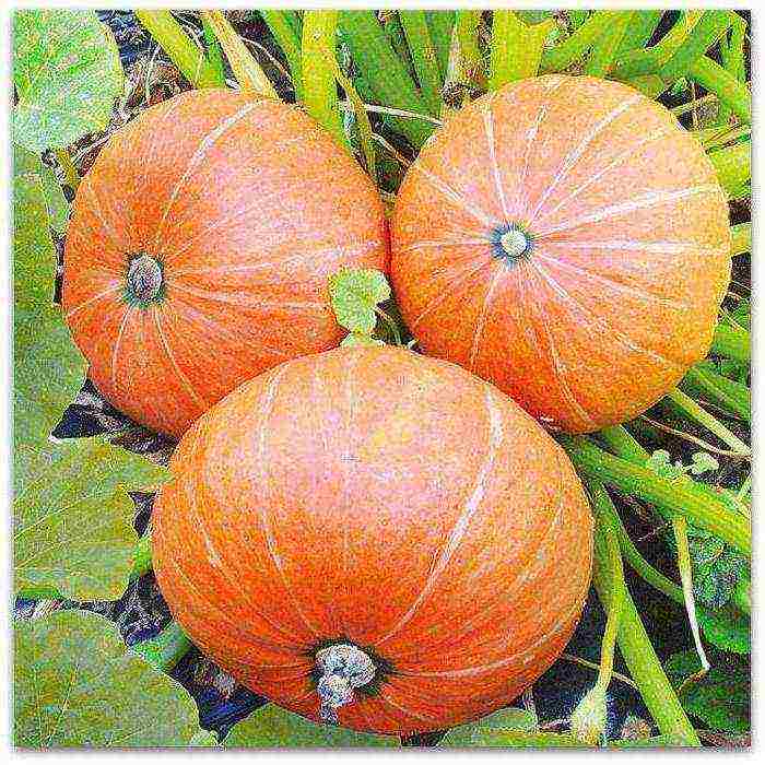 the best varieties of bush pumpkin