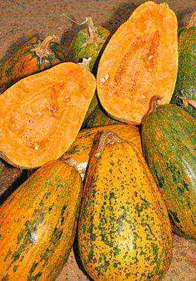 the best varieties of bush pumpkin