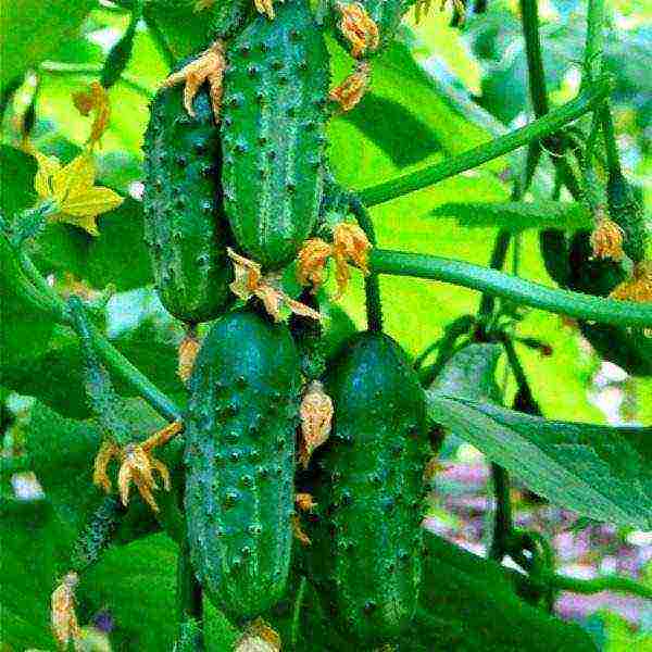 the best varieties of bush cucumbers